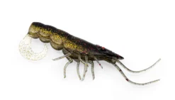 Chasebaits Curly Prawn Soft Plastic Lure 60 8 Chasebaits Curly Prawn Soft Plastic Lure 60 -Railblaza Sale Store CP60 03BloodGold scaled