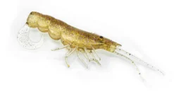 Chasebaits Curly Prawn Soft Plastic Lure 60 9 Chasebaits Curly Prawn Soft Plastic Lure 60 -Railblaza Sale Store CP60 04GoldShiner scaled
