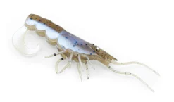 Chasebaits Curly Prawn Soft Plastic Lure 60 10 Chasebaits Curly Prawn Soft Plastic Lure 60 -Railblaza Sale Store CP60 05PearlPrawn scaled