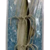 Sure Catch Stainless Steel Ganged Hook Sets